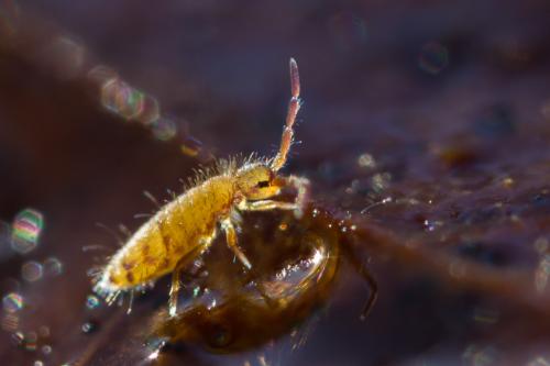 Entomobrya nicoleti